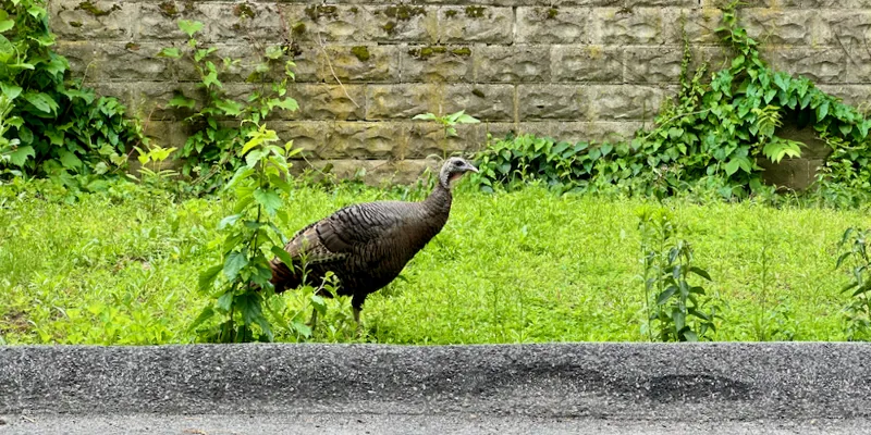 Apostrophes and Dashes Not Displaying in VSCode & Causing xUnit Test Failures