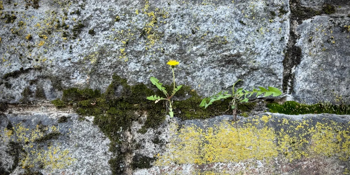 GitHub Projects, Part 3: Create a Product Backlog