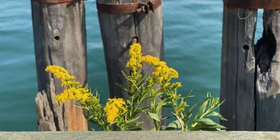 Benday.CosmosDb: Easier App Dev using C# and Cosmos Db