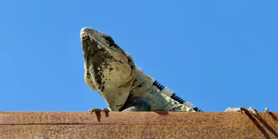 Introducing sqlutil: A .NET CLI Tool for SQL Server Developers Who Live in the Terminal