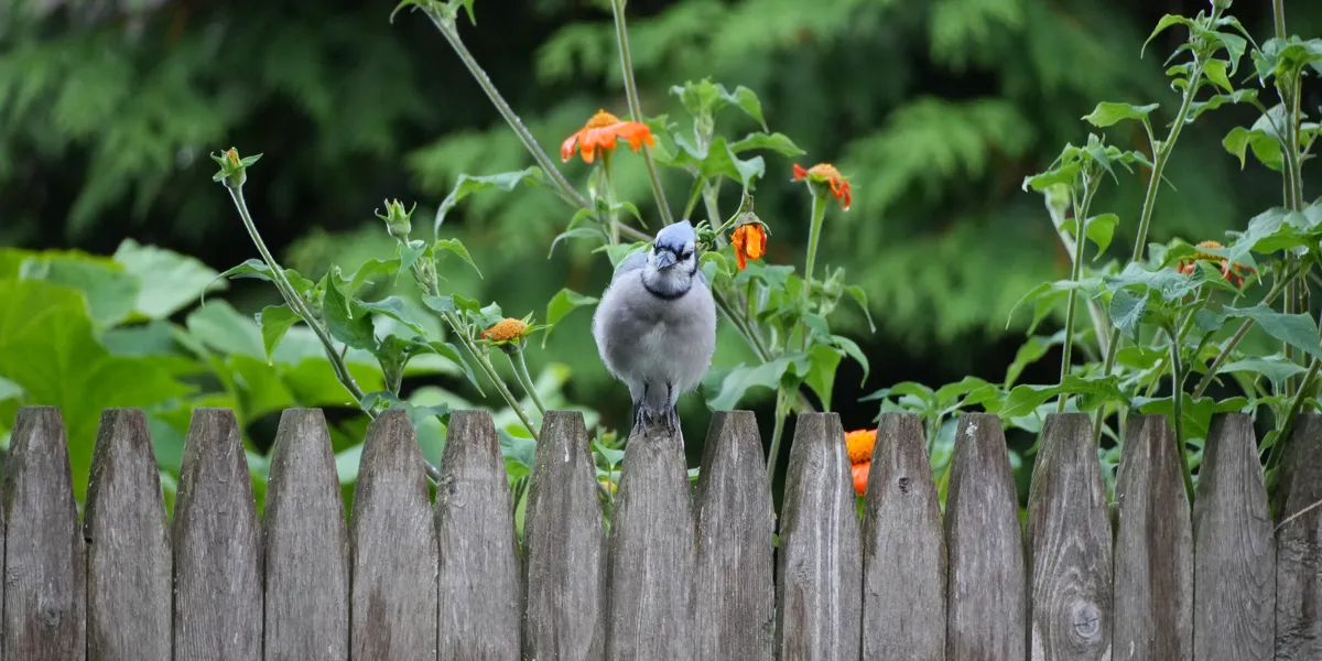 What Does GitHub Copilot Actually Cost? Premium Requests, Model Multipliers, and the Question Nobody's Asking