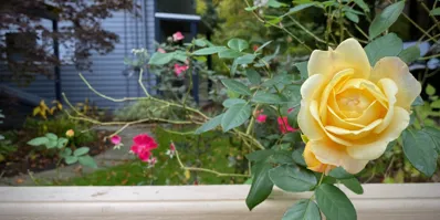 Cosmos DB: Vector Search — Adding AI to the Same Container