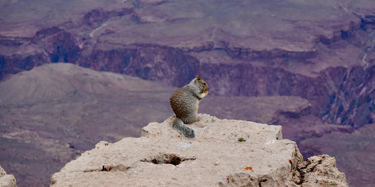 Making the Case for Cosmos: Loss Aversion, Tradeoffs, and the Right Tool for the Job