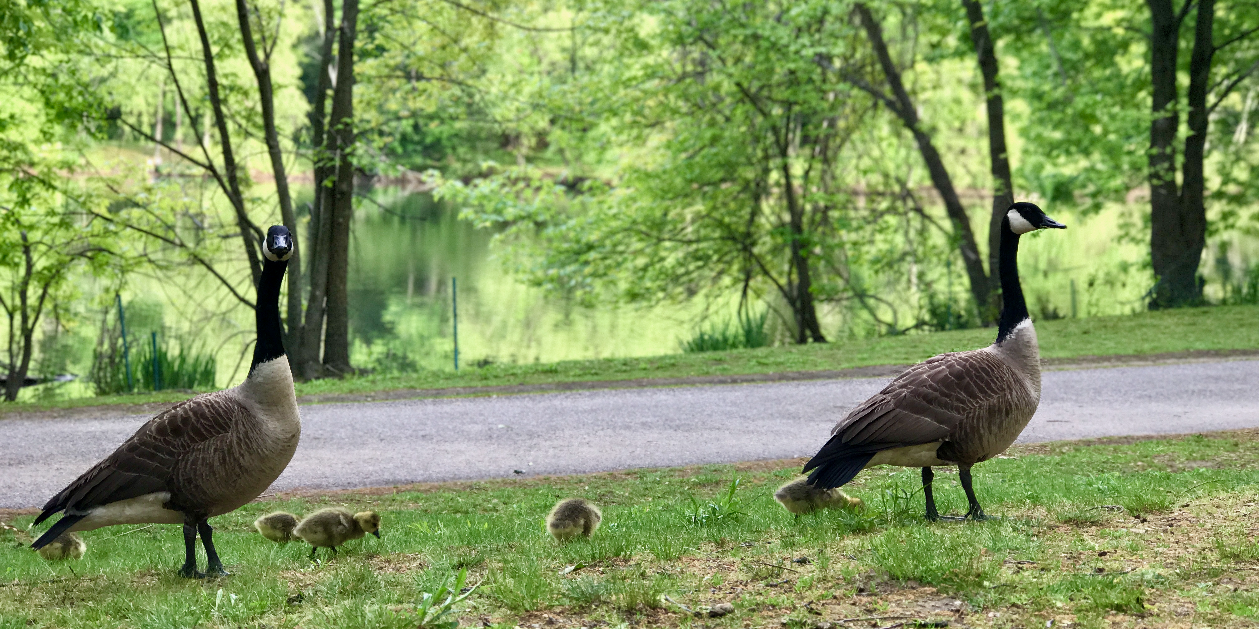 Migrating TFVC to Git: It's Harder Than You Think